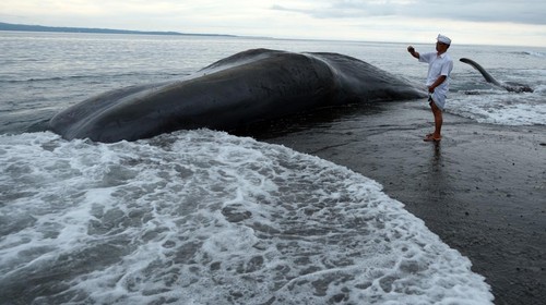 Warga memotret bangkai Paus Sperma (Physeter macrocephalus) yang terdampar di Pantai Yeh Malet, Karangasem, Bali, Rabu (5/4/2023). Pihak Balai Konservasi Sumber Daya Alam (BKSDA) Kabupaten Karangasem menyebut Paus Sperma yang berukuran panjang tubuh 18,2 meter dan lingkar badan 8 meter tersebut ditemukan terdampar pada pukul 14.00 Wita dengan kondisi mati. ANTARA FOTO/Nyoman Hendra Wibowo/aww.