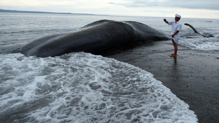 Warga memotret bangkai Paus Sperma (Physeter macrocephalus) yang terdampar di Pantai Yeh Malet, Karangasem, Bali, Rabu (5/4/2023). Pihak Balai Konservasi Sumber Daya Alam (BKSDA) Kabupaten Karangasem menyebut Paus Sperma yang berukuran panjang tubuh 18,2 meter dan lingkar badan 8 meter tersebut ditemukan terdampar pada pukul 14.00 Wita dengan kondisi mati. ANTARA FOTO/Nyoman Hendra Wibowo/aww.