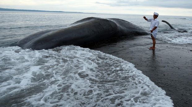 Warga memotret bangkai Paus Sperma (Physeter macrocephalus) yang terdampar di Pantai Yeh Malet, Karangasem, Bali, Rabu (5/4/2023). Pihak Balai Konservasi Sumber Daya Alam (BKSDA) Kabupaten Karangasem menyebut Paus Sperma yang berukuran panjang tubuh 18,2 meter dan lingkar badan 8 meter tersebut ditemukan terdampar pada pukul 14.00 Wita dengan kondisi mati. ANTARA FOTO/Nyoman Hendra Wibowo/aww.