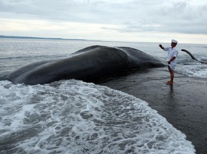 Terjawab! Ada 5 Penyebab Fenomena Paus Mati Terdampar di Laut Bali
