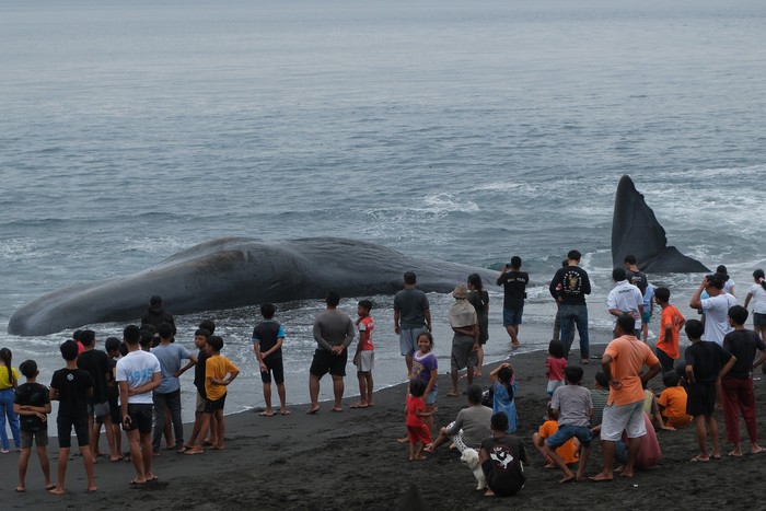 Warga memotret bangkai Paus Sperma (Physeter macrocephalus) yang terdampar di Pantai Yeh Malet, Karangasem, Bali, Rabu (5/4/2023). Pihak Balai Konservasi Sumber Daya Alam (BKSDA) Kabupaten Karangasem menyebut Paus Sperma yang berukuran panjang tubuh 18,2 meter dan lingkar badan 8 meter tersebut ditemukan terdampar pada pukul 14.00 Wita dengan kondisi mati. ANTARA FOTO/Nyoman Hendra Wibowo/aww.