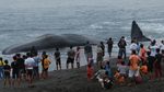 Paus Sperma Sepanjang 18 Meter Terdampar di Pantai Yeh Malet Bali