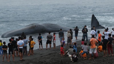 Paus Sperma Sepanjang 18 Meter Terdampar di Pantai Yeh Malet Bali