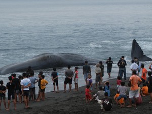 Paus Sperma Berbobot 20 Ton Terdampar di Bali, Dievakuasi Pakai Alat Berat