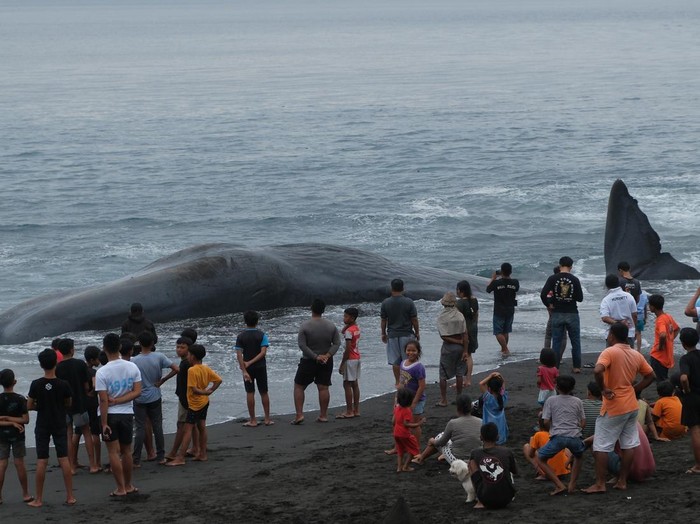 Warga memotret bangkai Paus Sperma (Physeter macrocephalus) yang terdampar di Pantai Yeh Malet, Karangasem, Bali, Rabu (5/4/2023). Pihak Balai Konservasi Sumber Daya Alam (BKSDA) Kabupaten Karangasem menyebut Paus Sperma yang berukuran panjang tubuh 18,2 meter dan lingkar badan 8 meter tersebut ditemukan terdampar pada pukul 14.00 Wita dengan kondisi mati. ANTARA FOTO/Nyoman Hendra Wibowo/aww.