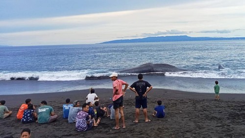 Bangkai paus yang terdampar di Pantai Yeh Malet, Desa Antiga Kelod, Kecamatan Manggis, Karangasem jadi tontonan warga Rabu (5/4/2023).