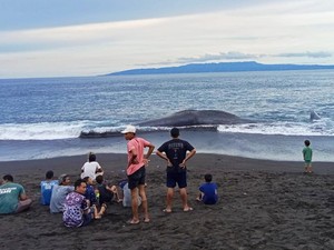 Paus 18 Meter Terdampar di Pantai Yeh Malet Karangasem