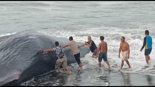 BPBD Klungkung bersama polisi dan warga setempat mendorong badan paus yang terdampar di Pantai Lepang agar kembali ke tengah laut, Rabu (5/4/2023).