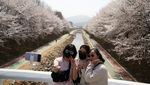 Potret Warga Seoul Serbu Taman Buat Nikmati Sakura Bermekaran