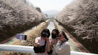 Momen sakura bermekaran menjadi daya tarik tersendiri. REUTERS/Kim Hong-Ji