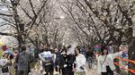 Potret Warga Seoul Serbu Taman Buat Nikmati Sakura Bermekaran