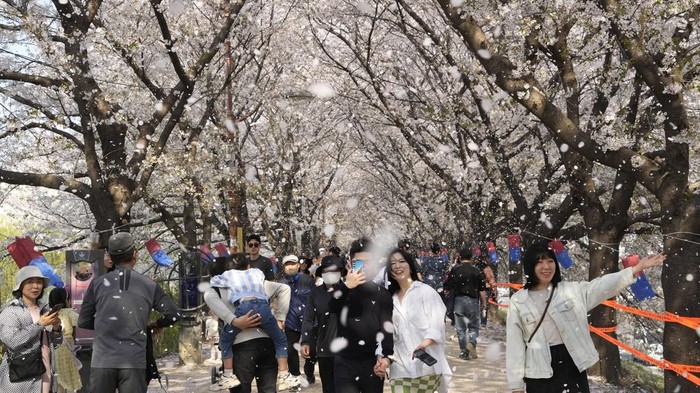 Potret Warga Seoul Serbu Taman untuk Menikmati Sakura Bermekaran People stroll under a shower of cherry blossoms in full bloom at a park in Seoul, South Korea, Sunday, April 2, 2023. (AP Photo/Ahn Young-joon)
