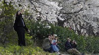 Orang-orang mengambil foto di bawah siraman bunga sakura yang mekar penuh di sebuah taman di Seoul, Korea Selatan, Minggu (2/4/2023). AP/Ahn Young-joon  