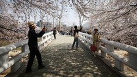 Warga yang antusias dengan sakura bermekaran tidak ingin melewatkan momen tersebut begitu saja. Banyak dari mereka mengabadikan momen indah itu dengan ponsel pintarnya. REUTERS/Kim Hong-Ji