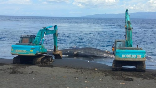 Alat berat disiapkan untuk mengubur paus sperma yang terdampar di Pantai Yeh Malet, Karangasem, Kamis (6/4/2023).
