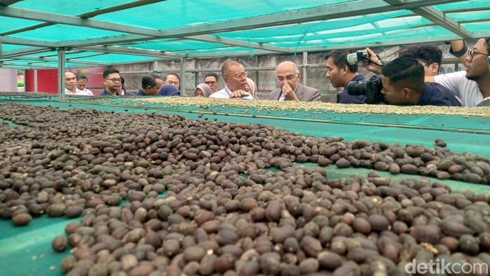Bahan kopi robusta asal Subang yang dibarter dengan kurma Mesir