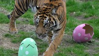 Harimau Sumatera mencicipi bentuk telur beraroma kayu manis di Kebun Binatang ZSL London di London Inggris, Rabu (5/4/2023).