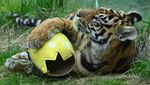 Begini Cara Melatih Insting Berburu Harimau Sumatera