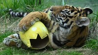 Menurut pihak kebun binatang, ini akan mendorong perilaku alami mereka mencari makan dan berburu.