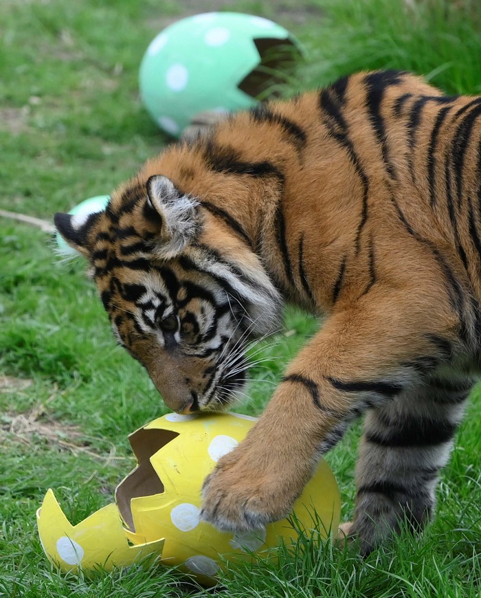A critically endangered Sumatran tiger samples cinnamon scented egg shapes, which encourages their natural foraging and hunting behaviours, according to London Zoo, during a seasonal publicity event at ZSL London Zoo in London Britain, April 5, 2023. REUTERS/Toby Melville