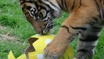 Begini Cara Melatih Insting Berburu Harimau Sumatera