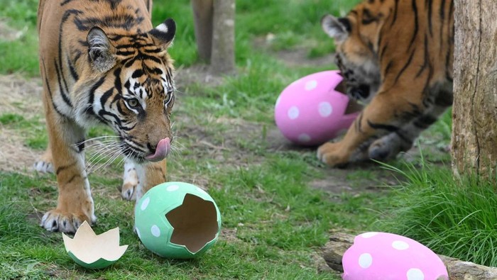 A critically endangered Sumatran tiger samples cinnamon scented egg shapes, which encourages their natural foraging and hunting behaviours, according to London Zoo, during a seasonal publicity event at ZSL London Zoo in London Britain, April 5, 2023. REUTERS/Toby Melville