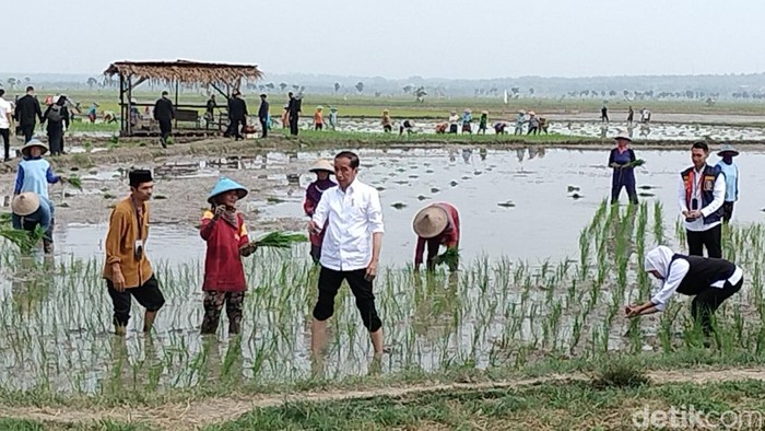 jokowi di tuban panen padi