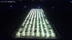 Kebun Buah Naga di Banyuwangi Diterangi Lampu, Buat Apa?