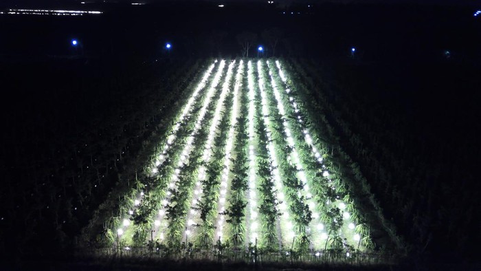 Kebun Buah Naga di Banyuwangi Diterangi Lampu, Buat Apa? Foto udara lampu menyinari kebun buah naga di Tegaldelimo, Banyuwangi, Jawa Timur, Rabu (5/4/2023). Penyinaran tanaman buah naga tersebut terbukti dapat membantu petani meningkatkan produktivitas buah karena tanaman menjalani proses fotosintesis selama 24 jam yang berdampak pada tanaman selalu berbuah dan tidak mengenal musim. ANTARA FOTO/Budi Candra Setya/aww.
