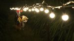 Kebun Buah Naga di Banyuwangi Diterangi Lampu, Buat Apa?