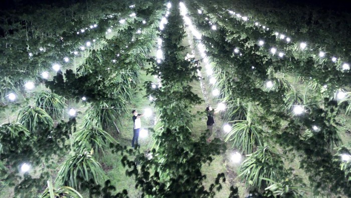 Foto udara  lampu menyinari kebun buah naga di Tegaldelimo, Banyuwangi, Jawa Timur, Rabu (5/4/2023). Penyinaran tanaman buah naga tersebut terbukti dapat membantu petani meningkatkan produktivitas buah karena tanaman menjalani proses fotosintesis selama 24 jam yang berdampak pada tanaman selalu berbuah dan tidak mengenal musim. ANTARA FOTO/Budi Candra Setya/aww.