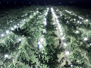 Kenapa Kebun Buah Naga Harus Pakai Lampu? Ini Fungsi dan Lama Penyinarannya