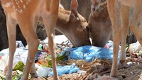 Selain gajah, belasan rusa liar akibat keracunan plastik di distrik timur laut Trincomalee sekitar lima tahun lalu. Hal itu mendorong pemerintah untuk melarang pembuangan sampah secara terbuka di dekat cagar alam hutan.  