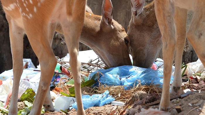 TOPSHOT - Wild deer rummage through garbage dumped at an open ground in Sri Lanka's district of Trincomalee on April 4, 2023. (Photo by ISHARA S. KODIKARA / AFP) (Photo by ISHARA S. KODIKARA/AFP via Getty Images)