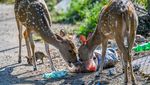 Potret Miris Rusa di Sri Lanka Makan Sampah Plastik, Belasan Ekor Mati