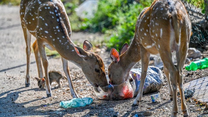 TOPSHOT - Wild deer rummage through garbage dumped at an open ground in Sri Lanka's district of Trincomalee on April 4, 2023. (Photo by ISHARA S. KODIKARA / AFP) (Photo by ISHARA S. KODIKARA/AFP via Getty Images)