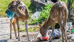 Potret Miris Rusa di Sri Lanka Makan Sampah Plastik, Belasan Ekor Mati