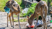Sri Lanka akan melarang plastik sekali pakai, seperti alat makan plastik hingga bunga buatan, menyusul serangkaian kematian gajah liar dan rusa akibat keracunan plastik.