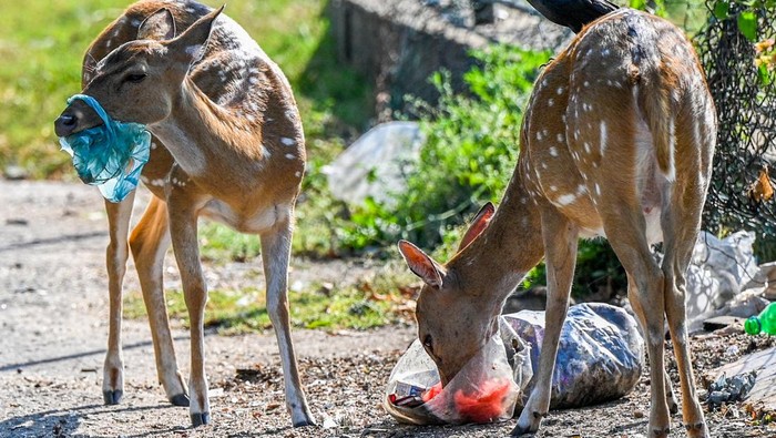 TOPSHOT - Wild deer rummage through garbage dumped at an open ground in Sri Lanka's district of Trincomalee on April 4, 2023. (Photo by ISHARA S. KODIKARA / AFP) (Photo by ISHARA S. KODIKARA/AFP via Getty Images)