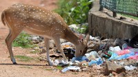 Otoritas tertinggi Sri Lanka untuk gajah Asia, Jayantha Jayewardene, meminta larangan tersebut diperluas ke kantong plastik biodegradable karena itu masuk ke dalam rantai makanan gajah dan satwa liar. 