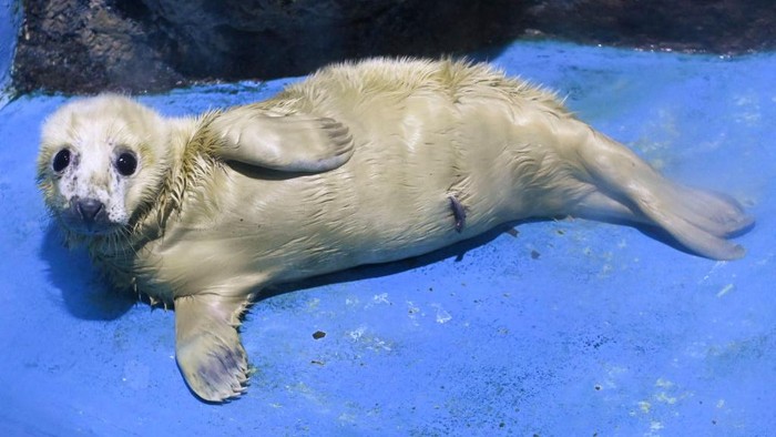 Potret Gemas Bayi Anjing Laut Abu-abu Betina yang Lahir di Akuarium Jepang A female grey seal pup born on April 3 is unveiled to the public with her mother Ru-Sha at the Yokohama Hakkeijima Sea Paradise in Yokohama, Kanagawa prefecture on April 5, 2023. (Photo by Kazuhiro NOGI / AFP) (Photo by KAZUHIRO NOGI/AFP via Getty Images)