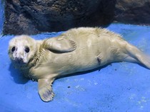 Video Gemas! Aksi Bayi Anjing Laut Nyelonong Masuk Bar di Selandia Baru
