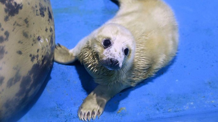 A female grey seal pup born on April 3 is unveiled to the public with her mother Ru-Sha at the Yokohama Hakkeijima Sea Paradise in Yokohama, Kanagawa prefecture on April 5, 2023. (Photo by Kazuhiro NOGI / AFP) (Photo by KAZUHIRO NOGI/AFP via Getty Images)