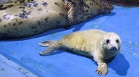 Seekor bayi anjing laut abu-abu betina terlihat di Yokohama Hakkeijima Sea Paradise di Yokohama, prefektur Kanagawa, Jepang, Rabu (5/4/2023).  