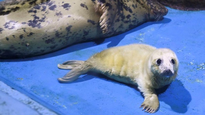 A female grey seal pup born on April 3 is unveiled to the public with her mother Ru-Sha at the Yokohama Hakkeijima Sea Paradise in Yokohama, Kanagawa prefecture on April 5, 2023. (Photo by Kazuhiro NOGI / AFP) (Photo by KAZUHIRO NOGI/AFP via Getty Images)