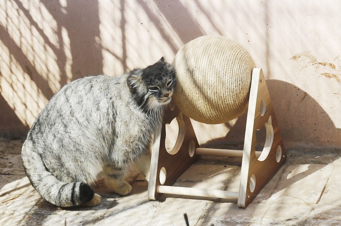 XINING, CHINA - MARCH 11: A Pallass cat, or Manul, is seen at Qinghai-Tibet Plateau Wildlife Zoo on March 11, 2021 in Xining, Qinghai Province of China. (Photo by Ma Mingyan/China News Service via Getty Images)