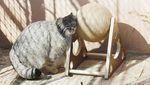 Potret Kucing Pallas Manul, Si Gembul Bermuka Galak