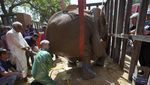 Potret Pilu Gajah Sakit di Pakistan Akhirnya Dapat Pertolongan