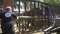 Noor Jehan (17) dibawa ke Karachi bersama tiga gajah lainnya lebih dari belasan tahun lalu. Video dia menyandarkan kepalanya ke pohon dan berjuang untuk berdiri telah menyebabkan kekhawatiran di Pakistan. Gajah mengalami sejumlah masalah kesehatan, termasuk radang sendi.