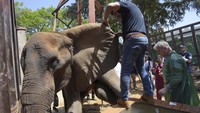 Pihak berwenang telah setuju untuk memindahkan Noor Jehan ke tempat yang lebih baik bersama sesama gajah lainnya, Madhubala, karena kondisinya saat ini tidak sesuai.